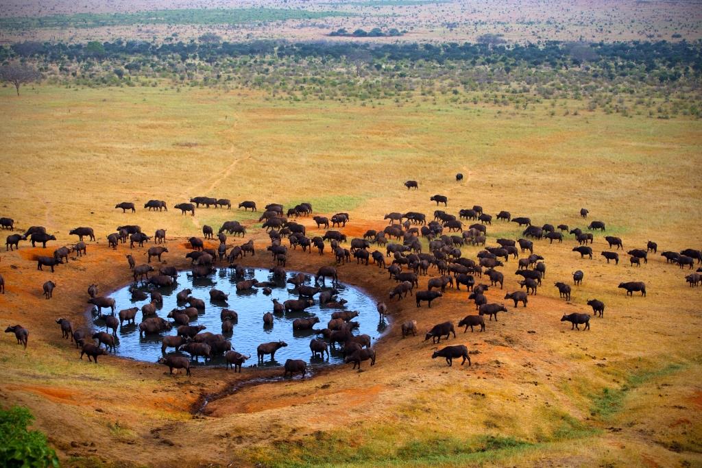 Animales en África